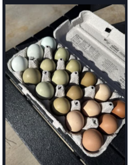 One and a Half Dozen Eggs (18 pack)